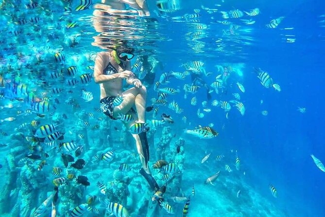 Half-Day Private Guided Snorkeling Turtles Underwater Statues - Key things to know before you plan your turtle-and-statue day