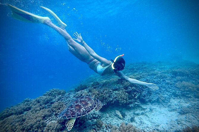 Half-Day Private Guided Snorkeling Turtles Underwater Statues - Turtle Point and Fish Garden: where sea turtles are the main event