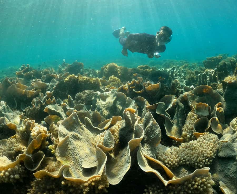 Hidden Gili's Lombok Snorkeling Daily Tour - Practical tips that make the day smoother