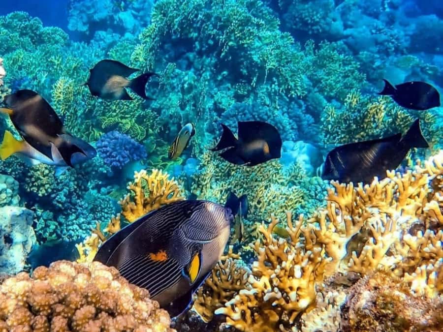 Island Hopping Gili Asahan, Gede, Rengit, Layar & Goleng - Tembowong Harbour to Gili Rengit: where corals set the tone