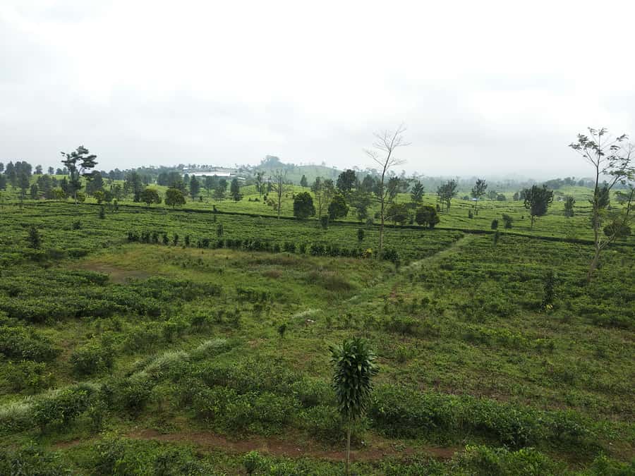 Jakarta: Active Volcano, Waterfall &beautiful local village - Desa Cibeusi: special rice, palm sugar, and terraced field views