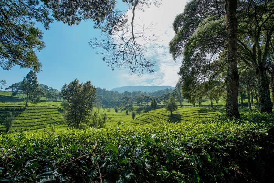 Jakarta: Bandung Volcano Day Tour - Kopi Luwak tasting: doing the coffee stop right
