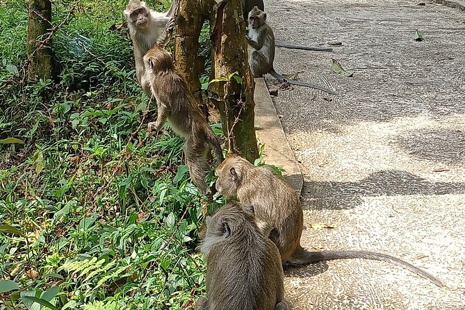 Jakarta Bogor Botanical Garden, Waterfall and Rice terrace, Lunch - Nangka Waterfall: the pine walk, canyon path, and water time