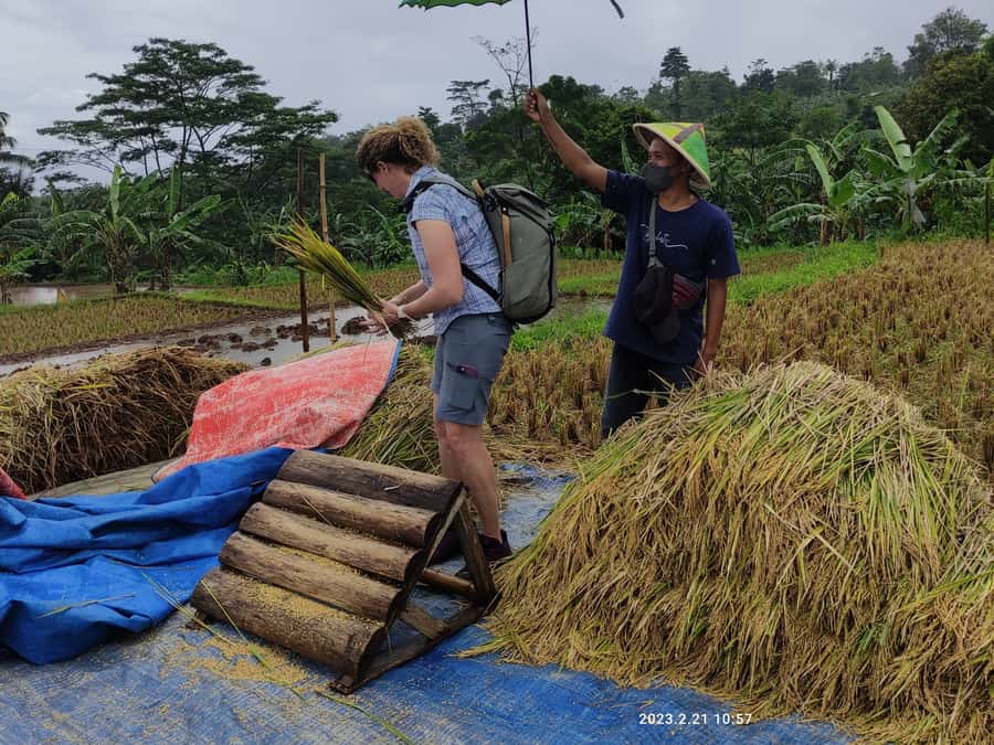 Jakarta : Botanical Garden, Waterfalls, and Rice Fields Tour - A Day Trip From Jakarta: Bogor’s mix of plants, art, and waterfall air