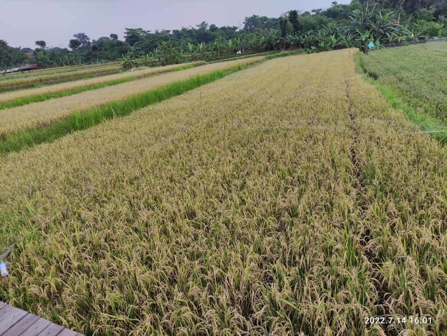 Jakarta : Botanical Garden, Waterfalls, and Rice Fields Tour - Curug Nangka waterfall: riverside trekking for cool, green air