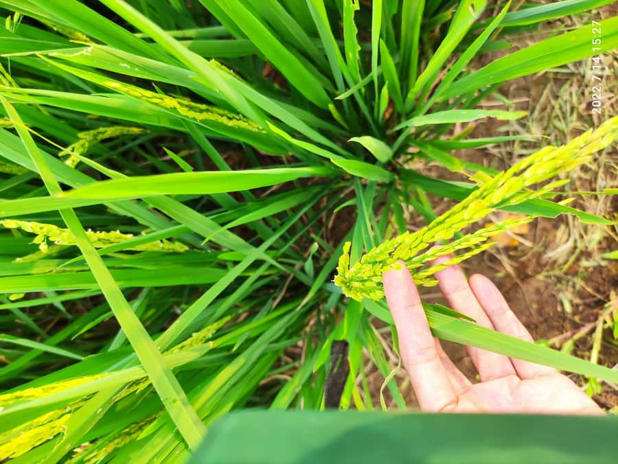 Jakarta : Botanical Garden, Waterfalls, and Rice Fields Tour - Price and logistics: what $83 covers, and how to get your money’s worth