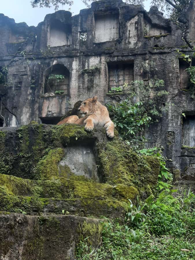 Jakarta : Taman Safari, Panda Palace, and Waterfall - Key things I’d focus on before you go