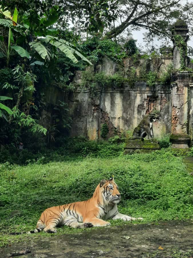 Jakarta : Taman Safari, Panda Palace, and Waterfall - Why This Jakarta Safari-and-Falls Day Works So Well