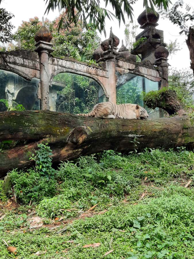 Jakarta : Taman Safari, Panda Palace, and Waterfall - Taman Safari Indonesia Safari Drive: Feeding Animals From the Car