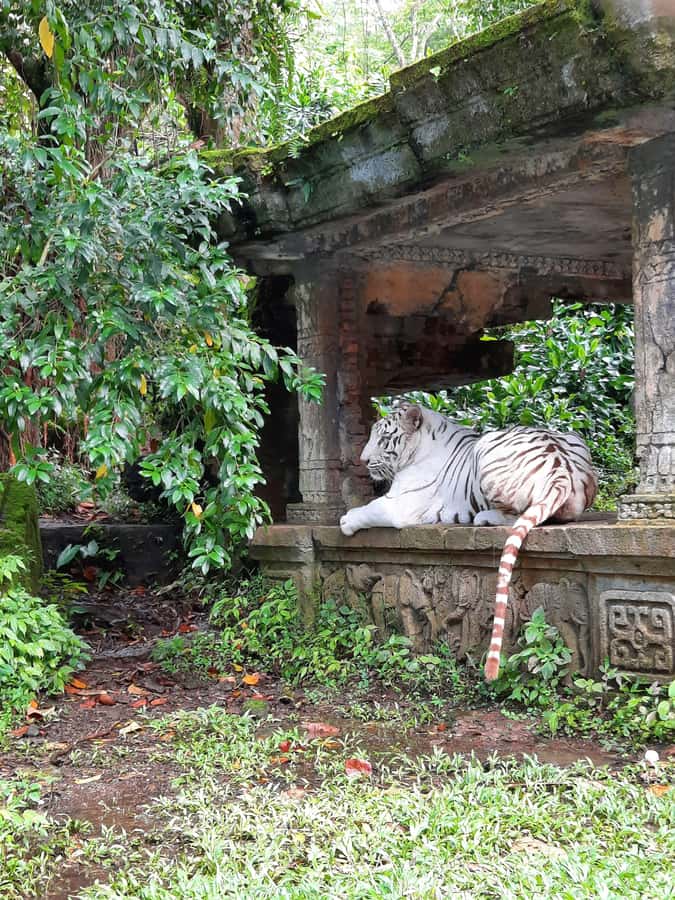 Jakarta : Taman Safari, Panda Palace, and Waterfall - What the Zoo-to-Waterfall Flow Means for Your Day