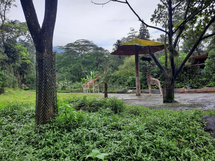 Jakarta : Taman Safari, Panda Palace, and Waterfall - Value Check: Is $123 Per Person Fair?