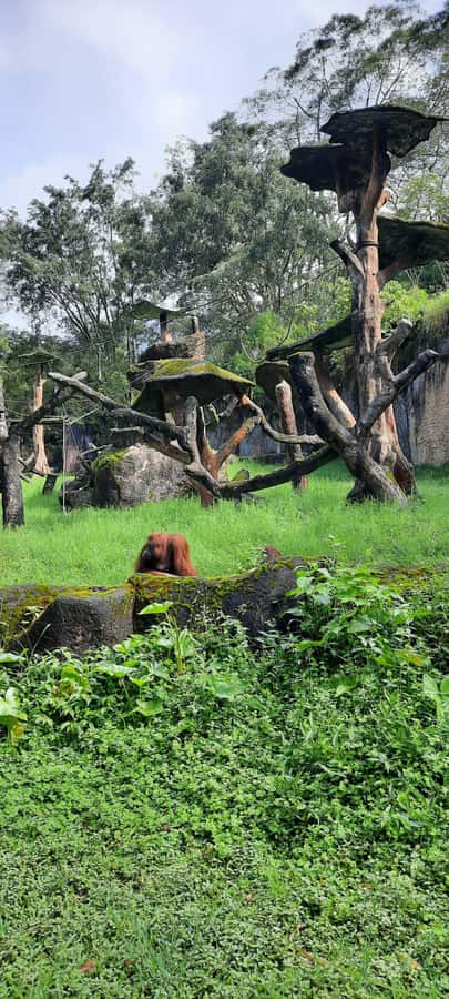 Jakarta : Taman Safari, Panda Palace, and Waterfall - Who Should Book This (and Who Might Want to Rethink It)