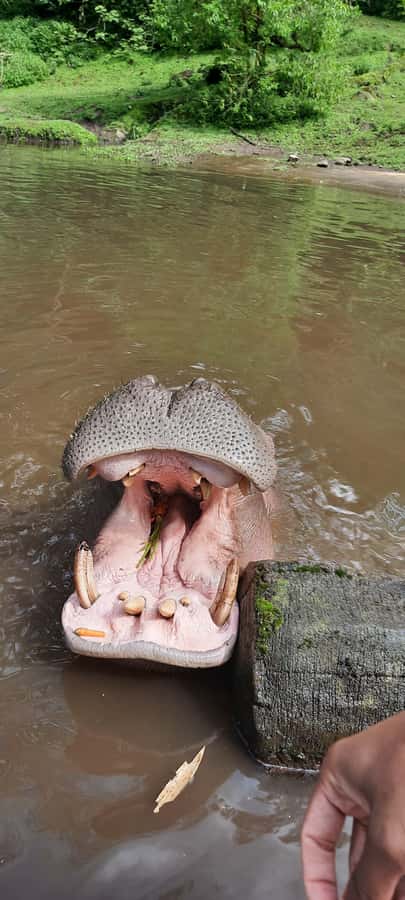 Jakarta : Taman Safari, Panda Palace, and Waterfall - The Bogor Morning Drive, Feeding Prep, and Why Timing Matters
