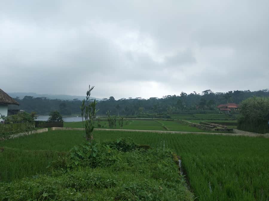 Jakarta :Volcano, HotSpring, Tea Factory, RiceField, &Coffee - Subang Regency Rice Fields and Highland Village Views