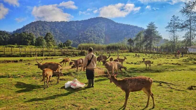 Jakarta: Volcano or Suspension Bridge,Ricefield & Hot Spring - Tangkuban Perahu option: legend, sulfur steam, and Sariater hot springs