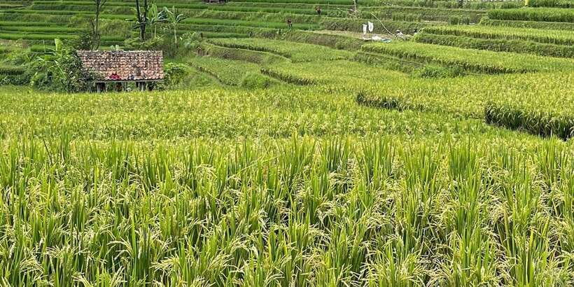 Jakarta: Volcano, Tea/Rice Fields, Hot Spring, Local Food - Lembang lunch and Kopi Luwak Cikole coffee cultivation