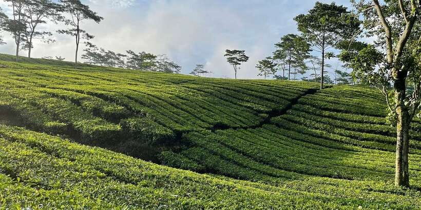 Jakarta: Volcano, Tea/Rice Fields, Hot Spring, Local Food - Tea plantation in a volcano area: what to look for during the walk