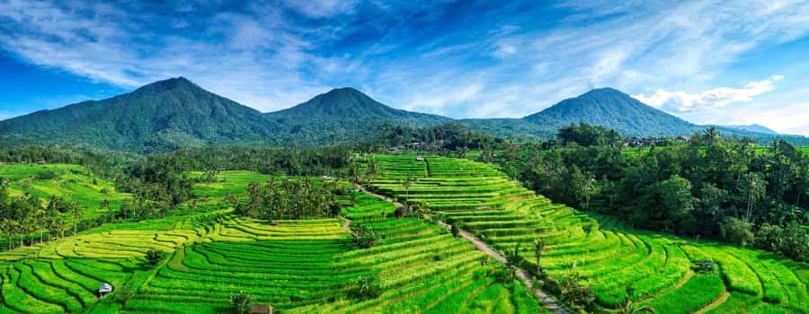 Jatiluwih (UNESCO Site) 2-Hour E-Bike Cycling Tour - Who should book this e-bike tour, and who should skip it