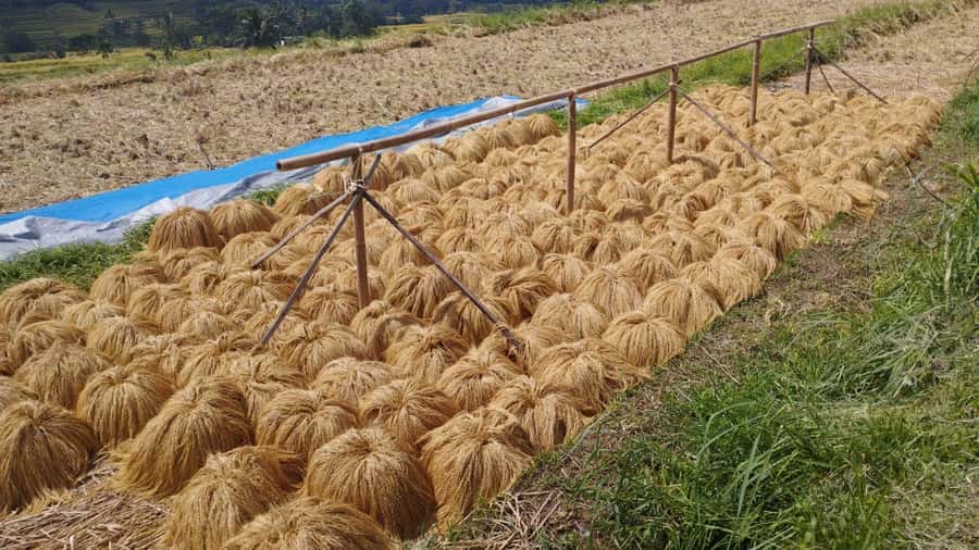 Jatiluwih (UNESCO Site) 2-Hour E-Bike Cycling Tour - Inside UNESCO Jatiluwih, how to enjoy the rice terraces without rushing