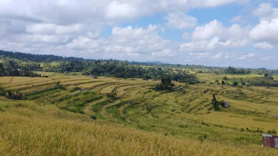 Jatiluwih (UNESCO Site) 2-Hour E-Bike Cycling Tour - Lunch after the ride, what Indonesian comfort tastes like here