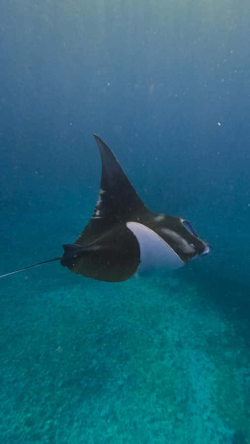 Komodo Full Day Speedboat Tour from Labuan Bajo - Manta Point snorkeling: the giant-ray moment