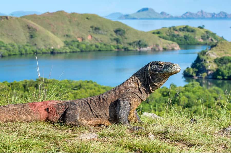 Komodo Island: Komodo Dragons & Islands Day Tour - Komodo Island day tour: what makes it worth doing