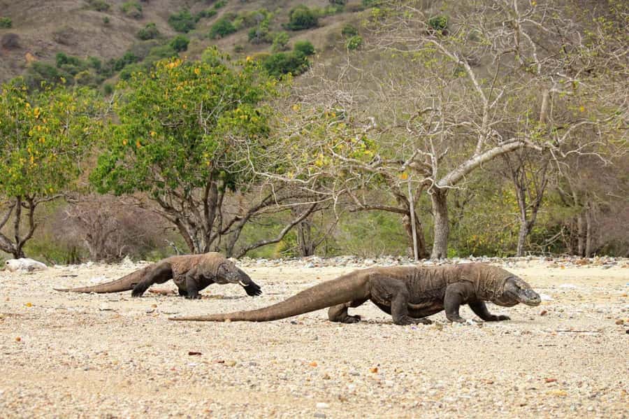 Komodo Island: Komodo Dragons & Islands Day Tour - Pink Beach: pink sand is the headline, but snorkel conditions matter