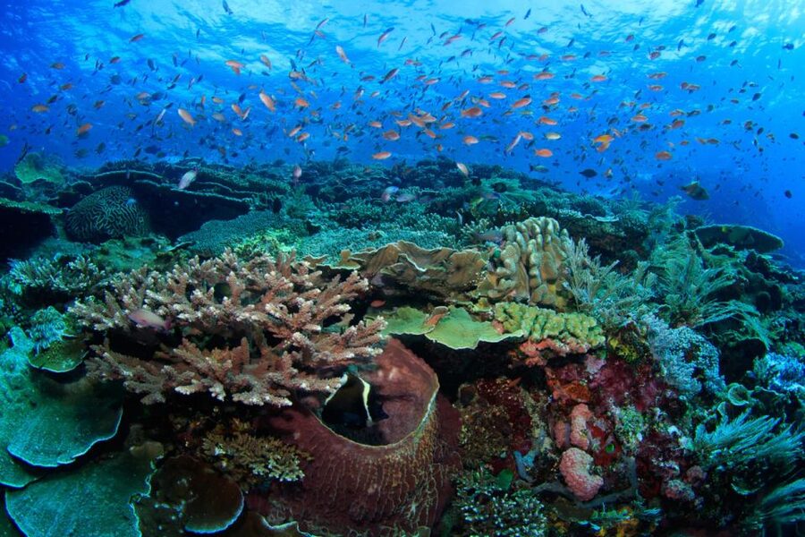 Komodo Island: Komodo Dragons & Islands Day Tour - Komodo Island: getting close to dragons without getting careless