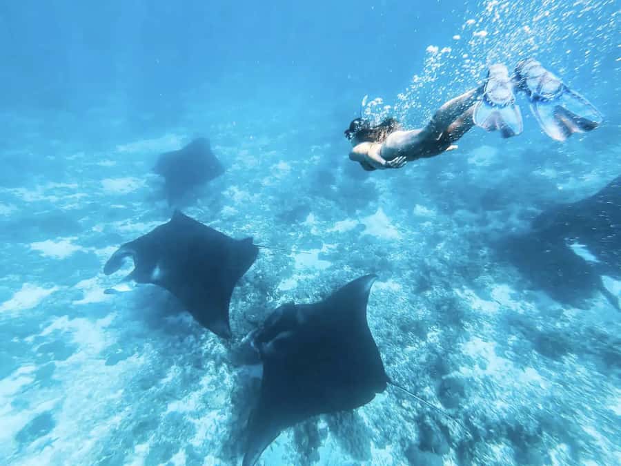 Komodo Island: Komodo Dragons & Islands Day Tour - Manta Point at Komodo: what you’re really paying for