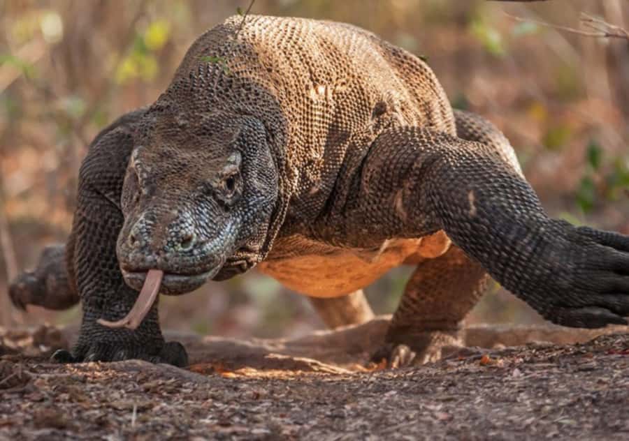 Komodo Island: Private 3-Day Tour with Boat and Hotel Stay - Key highlights to know before you go