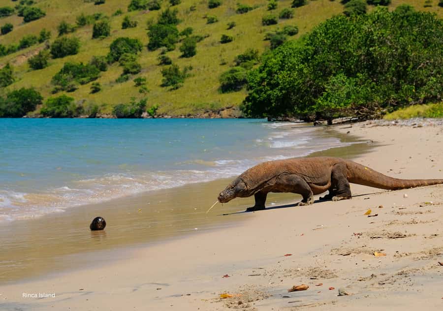 Komodo Island: Private 3-Day Tour with Boat and Hotel Stay - Day 3: Batu Cermin cave timing, plus optional Rangko cave