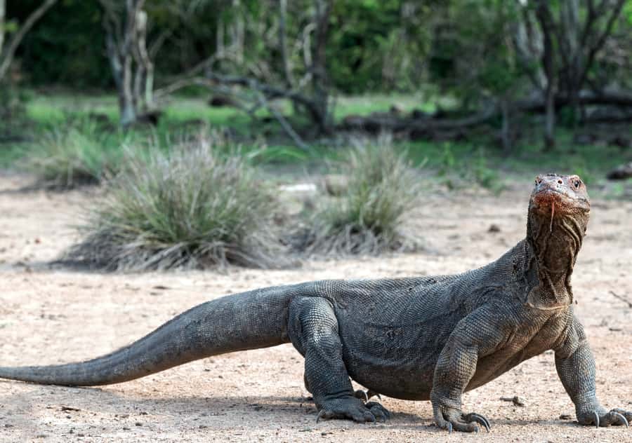 Komodo Island: Private 3-Day Tour with Boat and Hotel Stay - Day 1: Bidadari snorkeling, Rinca dragons, Padar at night