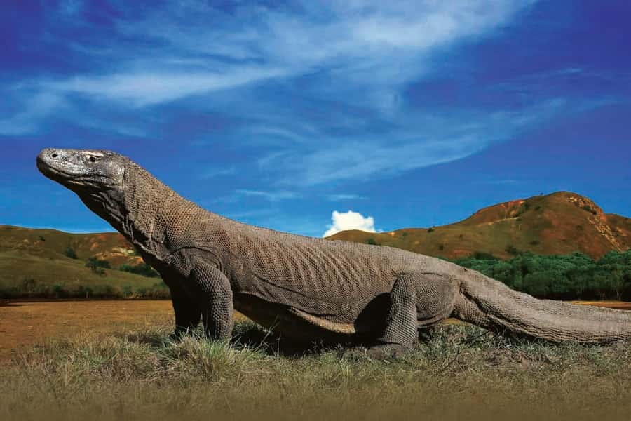Komodo Islands: Private 2-Day Wooden Boat Tour - Day One: Rinca trek, Bidadari snorkeling, Padar photo time