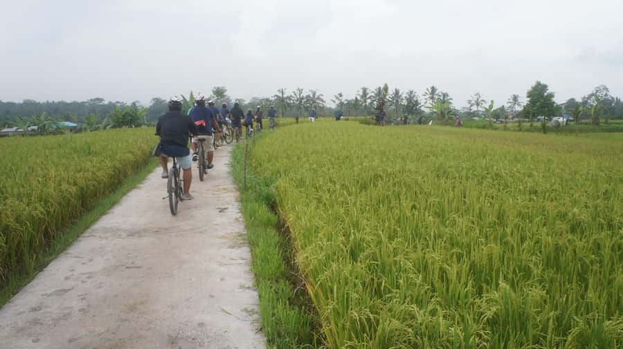 Kuta: Kintamani Culture and Nature Guided Cycling Tour - Key highlights I’d plan around