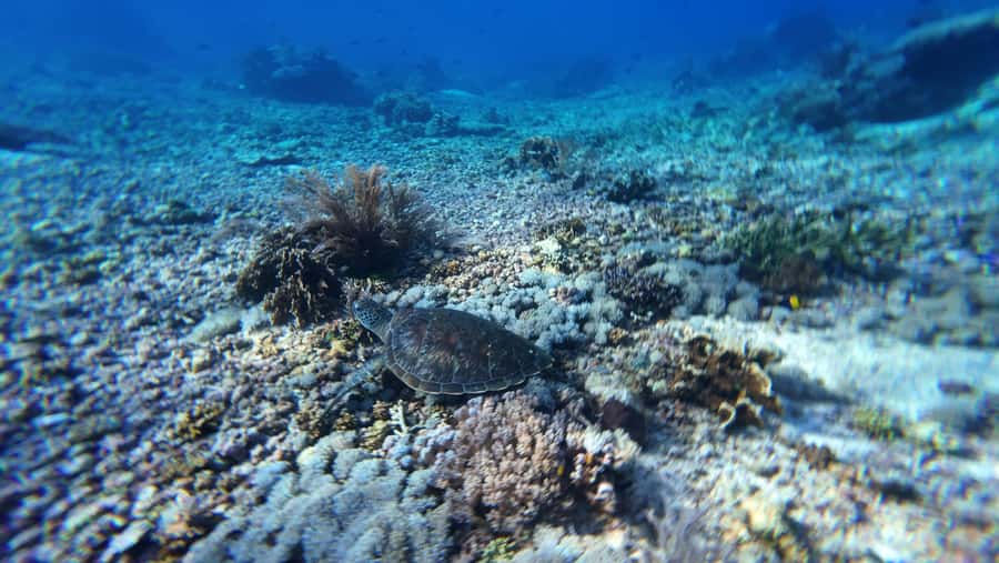 Labuan Bajo: 2 Nights Komodo Liveaboard on Phinisi Boat - Price and Value: How $893 for Up to 2 Adds Up