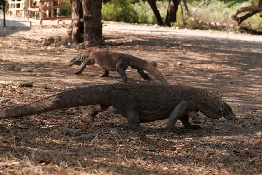 Labuan Bajo: 2 Nights Komodo Liveaboard on Phinisi Boat - Who This Liveaboard Suits Best, and Who Should Skip It