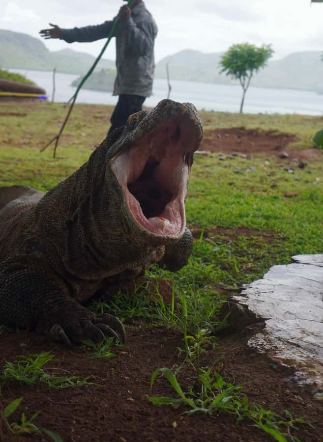 Labuan Bajo: 2D1N Komodo & Pink Beach Shared Boat Tour - Manta Point snorkeling: when conditions cooperate, you win