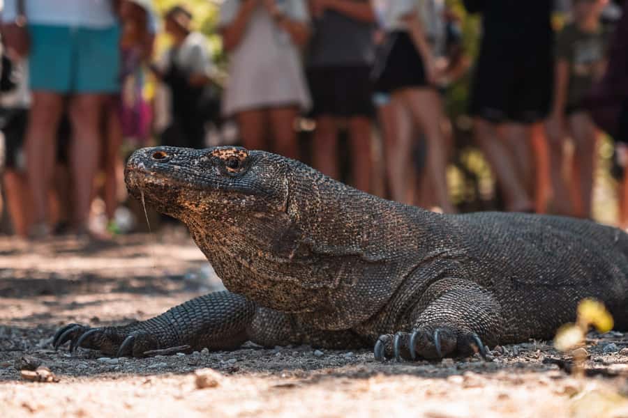 Labuan bajo: One Day Komodo Private & Shared Speedboat Trip - Manta Point Snorkeling: Big Animals, Clear Water, Real Limits