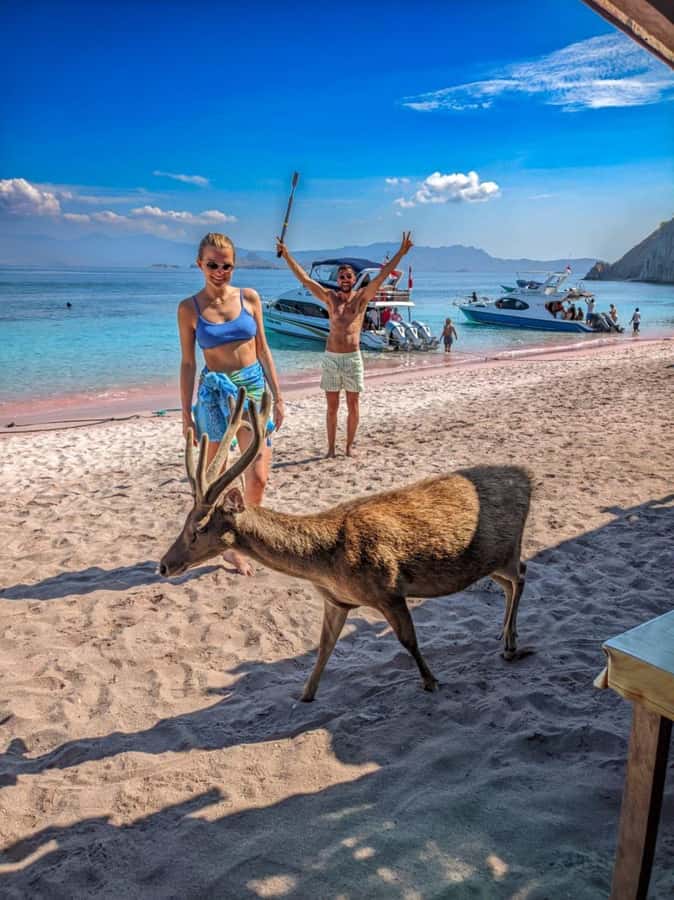 Labuan bajo: One Day Komodo Private & Shared Speedboat Trip - Sunset Flying Fox Add-On: The Rare Reason to Extend the Day