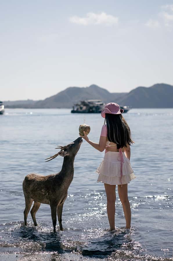 Labuan bajo: One Day Komodo Private & Shared Speedboat Trip - Padar Island Trek: The View That Makes the Effort Worth It