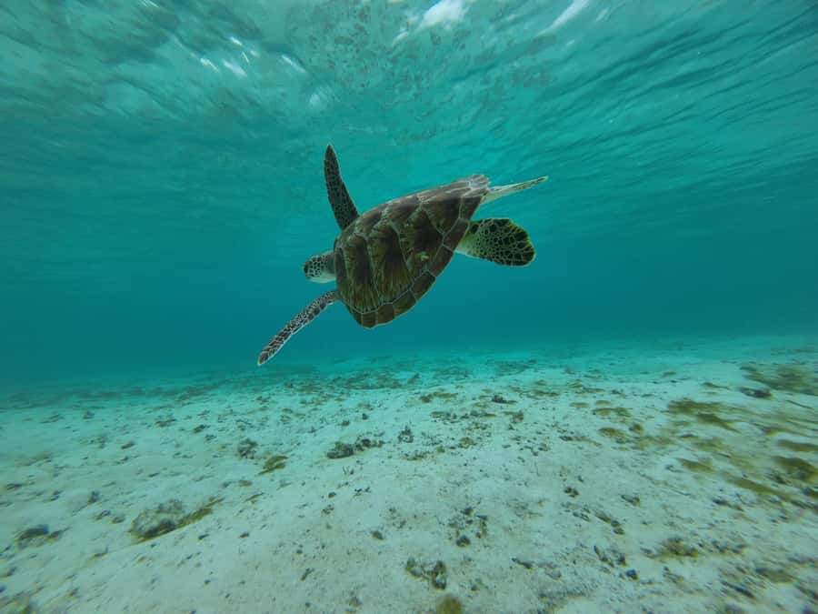 Labuan Bajo: One Day Tour to Explore Komodo National Park - Komodo Island walk: where the dragons are the main event