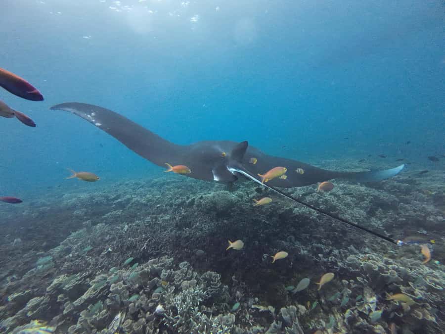 Labuan Bajo: One Day Tour to Explore Komodo National Park - Komodo National Park waters: swimming, snorkeling, and wildlife variety