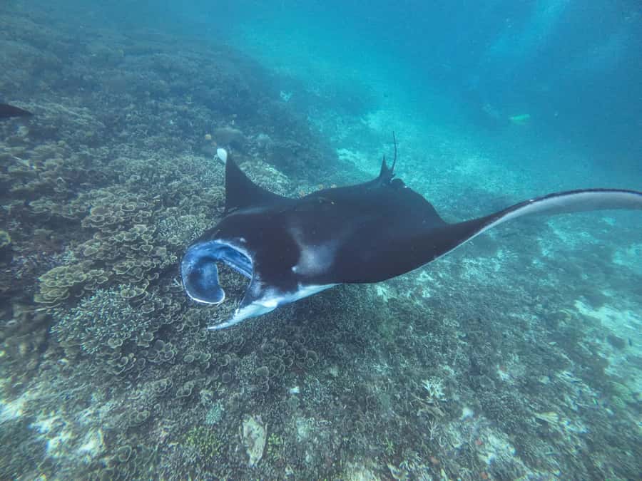 Labuan Bajo: One Day Tour to Explore Komodo National Park - Kanawa Island: the bonus stop that keeps the day from feeling repetitive
