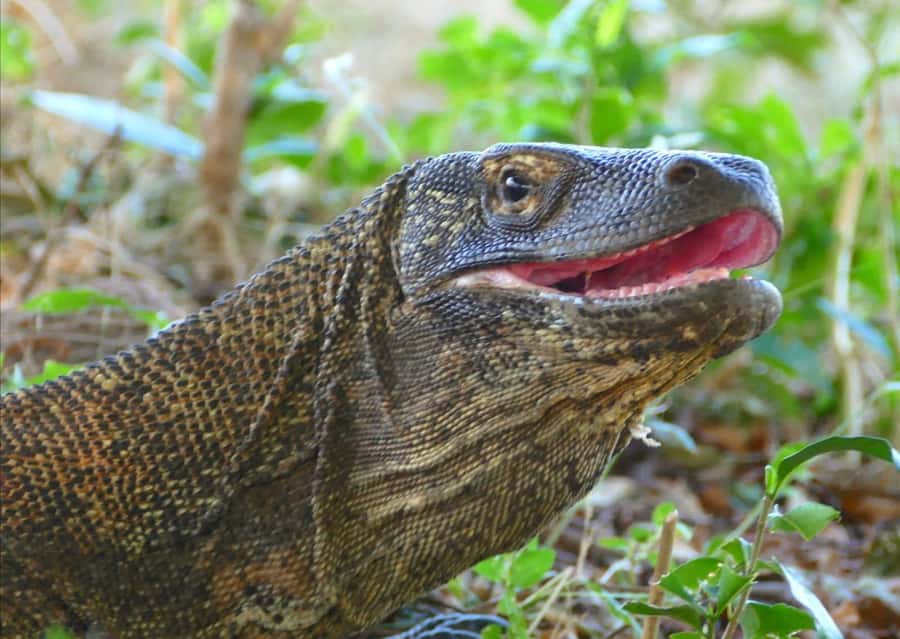 Labuan Bajo: One Day Tour to Explore Komodo National Park - Marine life rules and practical safety notes