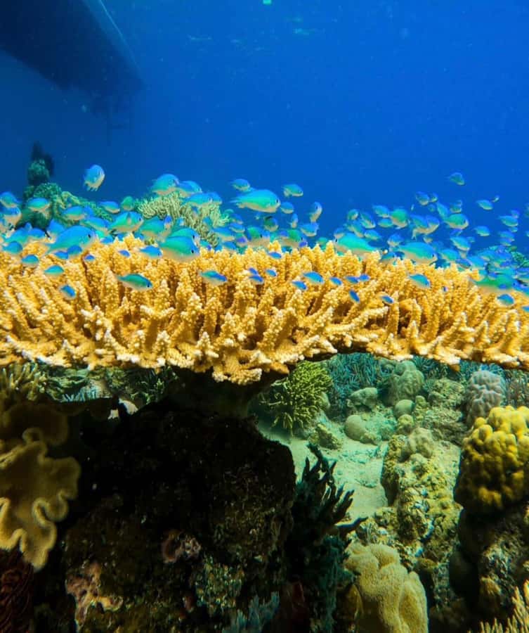 Labuan Bajo: Rangko Cave and Beach Snorkeling Half-Day Tour - Boleng Beach snorkeling: the clear-water stop you’ll remember