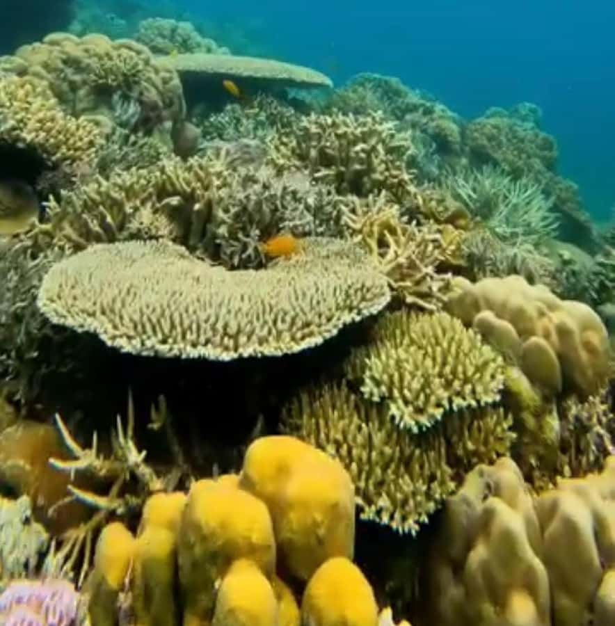 Labuan Bajo: Rangko Cave and Beach Snorkeling Half-Day Tour - Rangko Cave swim: what makes it surreal (and how to time it)