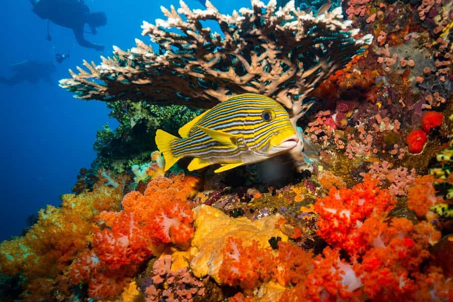 Labuan Bajo: Swim and Snorkel Komodo Island Trip with Lunch - A 12-Hour Speedboat Day from Labuan Bajo