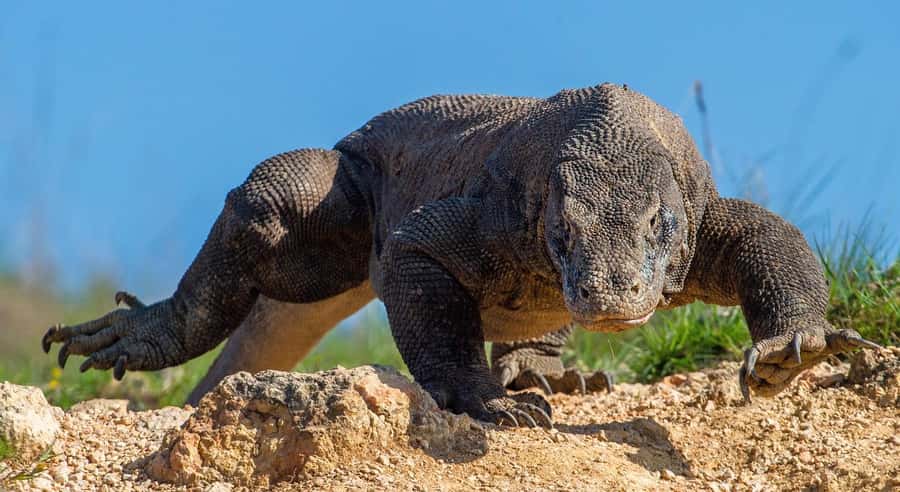 Labuan Bajo: Swim and Snorkel Komodo Island Trip with Lunch - Pink Beach and Taka Makassar: More Than Two Photo Stops