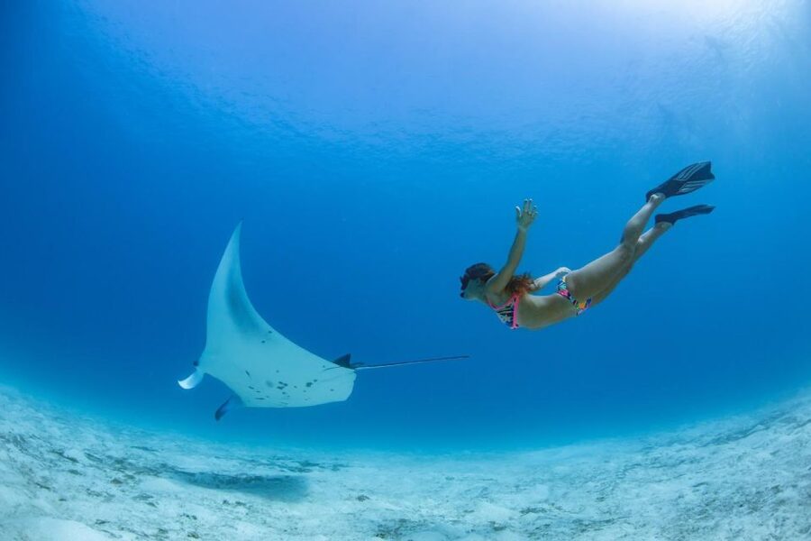 Labuan Bajo: Swim and Snorkel Komodo Island Trip with Lunch - Lunch Break on Komodo Island, then Wildlife Time
