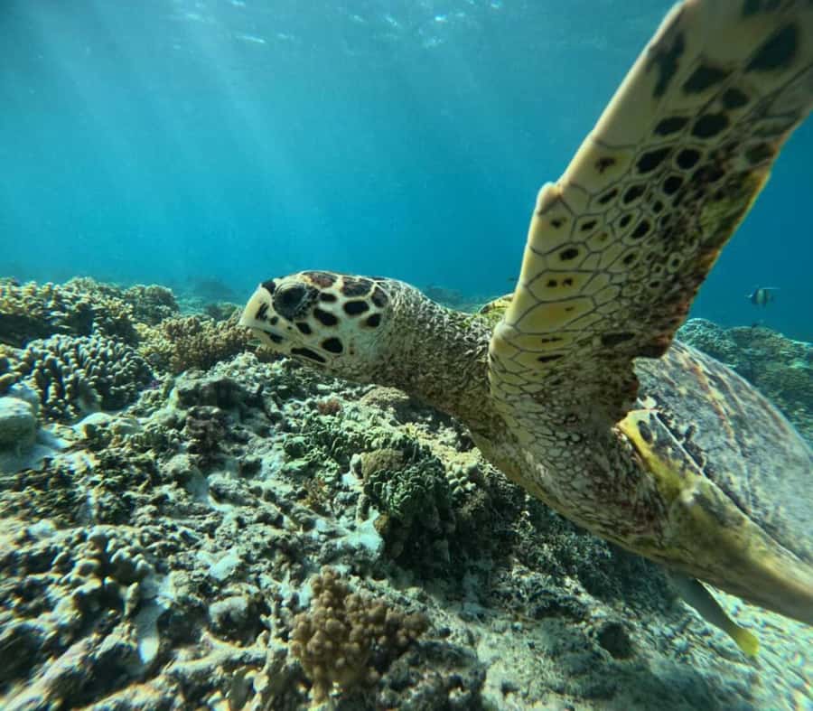 Lombok : Gili Islands Private Snorkeling Tour - Gili Meno: Statues, Coral, and the Old Airplane Wreck Zone